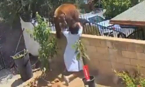 어미 곰은 소녀가 미는 바람에 담장 아래로 떨어졌다. [인스타그램 캡처]